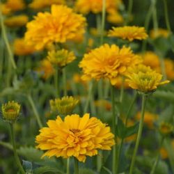 Summer Sun False Sunflower, Smooth Oxeye, Sunflower Heliopsis, Heliopsis helianthoides var. scabra 'Summersonne'